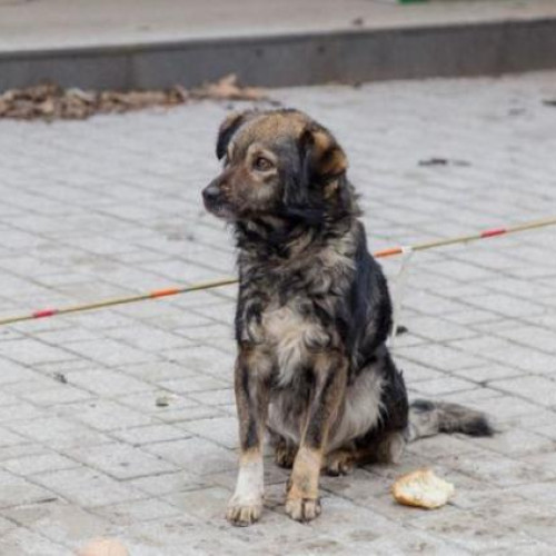 Un caz de abandon al unui câine în Cluj, semnalat de localnici, a atras din nou atenția asupra problemelor legate de protecția animalelor. Incidentul a avut loc în zona pietonală de pe Somes, unde un bărbat și o femeie au fost acuzați că și-au lăsat animalul singur, după ce l-au adus acolo pentru câteva minute.