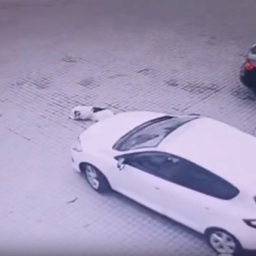 incident grav cu un câine lovit de mașină în Gherla: anchetă în curs