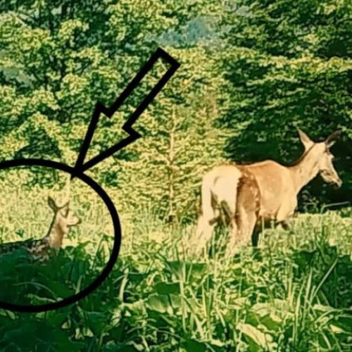 Salbaticiuni surprinse din nou de camerele de monitorizare din Muntii Vrancei într-un nou episod spectaculos