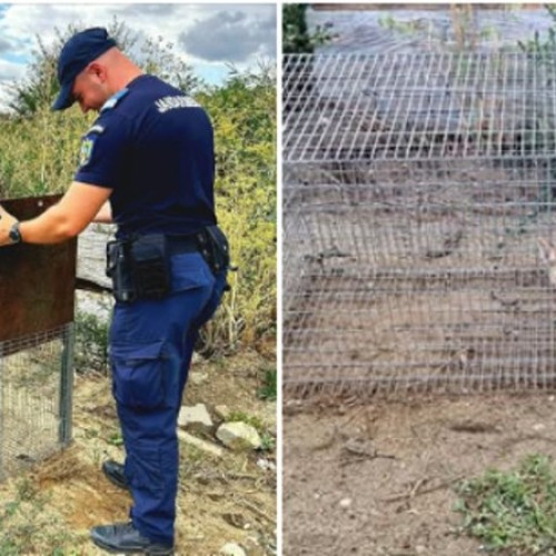 Trei pui de vulpe, găsiți la liceul baptist din Aradul Nou