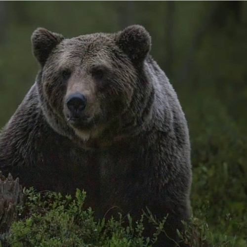 Urși peste hotare în Moroeni, Dâmbovița, pe 11 iulie 2025