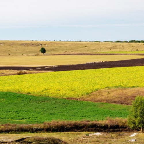 O licitație pentru vânzarea unui teren extravilan din Constanța va avea loc în iulie 2025