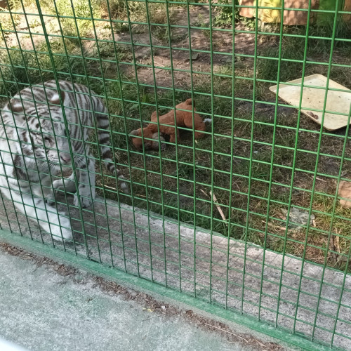 primul exemplar de "ligru" din românia, crescut la suceava