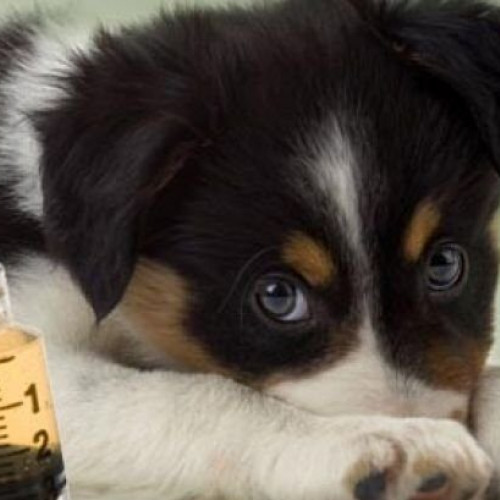 Numărul pacienților care ajung zilnic la urgențe pentru răniri se ridică între 10 și 20, majoritatea cu tăieturi, înțepături sau plăgi, iar în cele mai multe cazuri li se administrează vaccinul antitetanos. Prof. dr. Diana Cimpoeșu, medic șef al UPU-SMURD, explică faptul că vaccinul este oferit gratuit în situații de urgență, conform protocoalelor medicale, citată de ziaruldeiasi.ro.