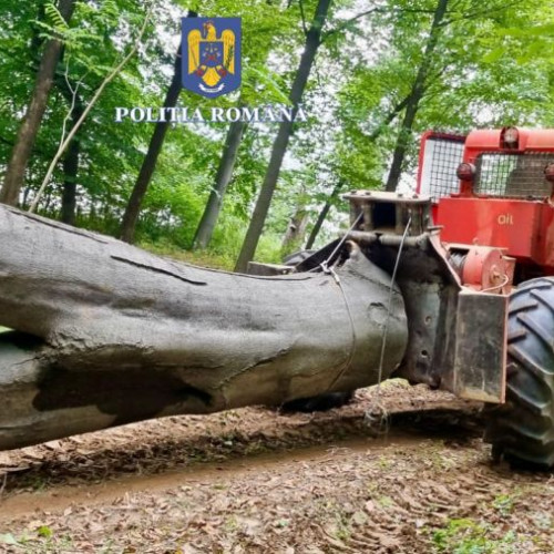 poliție finalizează ancheta privind tăiere ilegală de lemne în județul Bacău