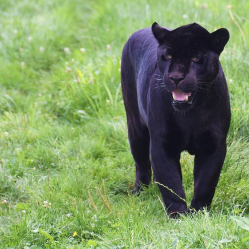 Pantera neagră din Bulgaria, o enigmă fără rezolvare