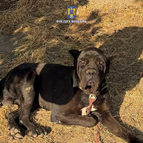 Verificări privind proprietarii de animale în comunele Lumina și Mihail Kogălniceanu