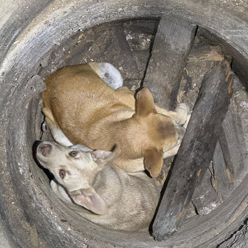 O intervenție dificilă a avut loc sâmbătă în satul Andrid, unde pompierii din cadrul Detasamentului Carei au reușit să salveze doi pui de câine căzuți într-o fântână adâncă de aproximativ 9 metri. Potrivit informațiilor, apelul de urgență a fost primit în jurul orei 20.00, iar echipajele au intervenit rapid la fața locului.