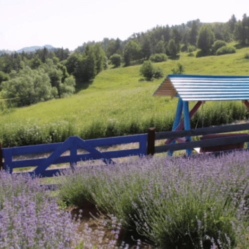 proiectul "lavandaly" din bisoca, buzău, devine o atracție de sezon