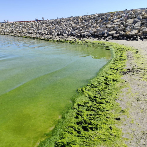 Invazie de alge pe litoralul românesc: turiștii evită marea din cauza mirosului neplăcut