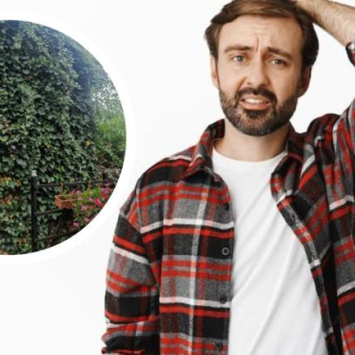 clipa de umor și disperare în lupta cu o iedera rebelă la cluj