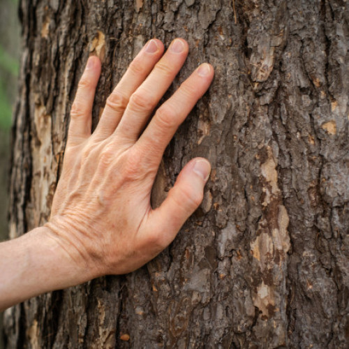 Sute de copaci din Brașov reprezintă un pericol pentru localnici și turiști