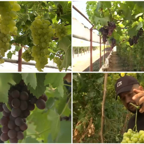 Primii struguri românești din acest an, crescuți în sere în Buzău, au fost deja recoltați, chiar dacă suntem abia la mijlocul verii. Acești struguri nu provin din plantații tradiționale de vie, ci din sere în care sunt crescuți printre roșii și castraveți. Un kilogram de struguri direct de la producători costă 24 de lei, conform spuselor lui Claudiu Breazu, un producător local din Glodeanu Sărat. Acesta afirmă că, în 2023, a recoltat pentru prima dată, iar în 2024, a reușit deja a doua recoltă, iar producția a crescut vizibil de la an la an.