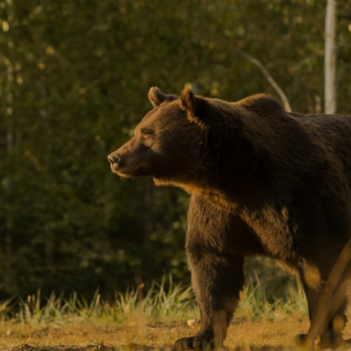 cioban atacat de urs în masivul iezer papusa, salvamontiștii au intervenit de urgență