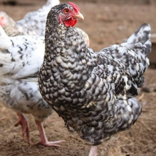 Românii care cresc animale acasă trebuie să respecte reguli stricte pentru a evita amenzi