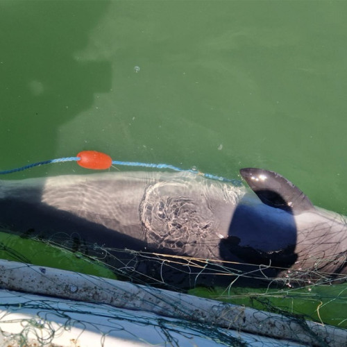 Polițiștii de frontieră din Delta Dunării au confiscat peste 1.160 de metri de plase de pescuit în Marea Neagră, în care erau capturați opt sturioni și un delfin, transmite Garda de Coastă.
Potrivit sursei citate, în data de 12 iulie 2025, echipele din Grupul de Nave Sulina și Serviciul Teritorial al Poliției de Frontieră Tulcea, în colaborare cu angajați ai Administrației Rezervației Biosfera Delta Dunării, au desfășurat o operațiune pentru combaterea pescuitului ilegal și nedeclarat.
În timpul acțiunii, au fost descoperite mai multe plase în Marea Neagră, având în captură pește, iar verificările ulterioare au arătat că lungimea totală a acestora este de 406 metri. În aceste plase erau capturați trei sturioni în stare vie.
Notează Garda de Coastă că a doua zi a fost desfășurată o altă acțiune similară. În timpul acesteia, au fost găsite mai multe plase, cu o lungime totală de 755 de metri, în care se aflau cinci sturioni și un delfin. Toată cantitatea de pește a fost eliberată în mediul natural, iar plasele au fost confiscate și trimise pentru cercetări în cadrul instituției.
Conform informațiilor publicate pe site-ul ziarului amprenta.ro, ancheta vizează infracțiuni legate de braconaj piscicol, iar autorii acestor acte ilegale sunt în curs de identificare. Garda de Coastă menționează că activitatea jurnalistică beneficiază de exonerare de anumite prevederi GDPR, pentru că se păstrează un echilibru între libertatea de exprimare și protecția datelor personale.