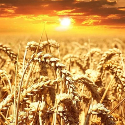 Temperaturi caniculare la Târgoviște în startul săptămânii