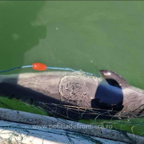 mai multe plase de pescuit recuperate din marea neagră cu capturi ilegale de sturioni și delfini