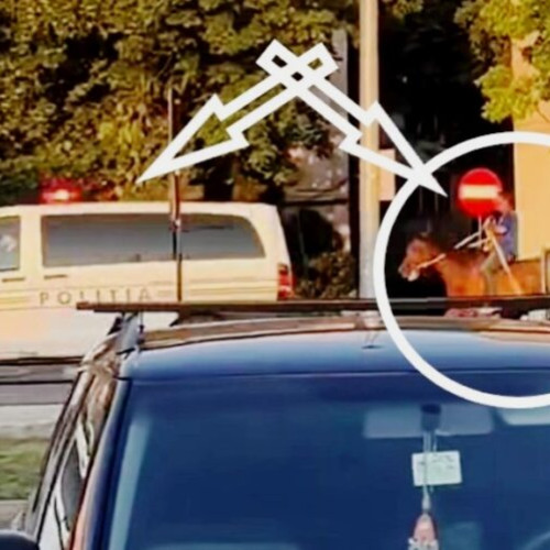 Un calaret neobișnuit a atras atenția în Focșani: a mers pe pista de biciclete