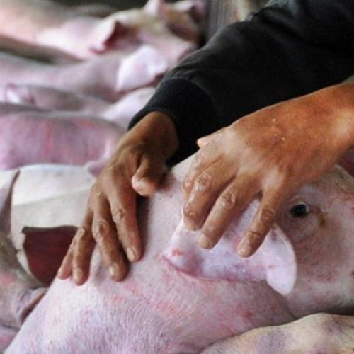 Pesta porcină africană se răspândeste rapid în Cluj și companiile agricole trebuie să fie atente