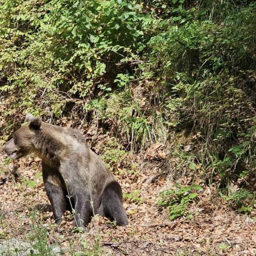 Urs observat în zona Magina, aproape de Aiud