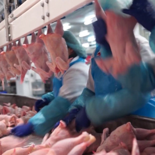 Abator de păsări din județul Botoșani, de mai multe ori la licitație fără succes