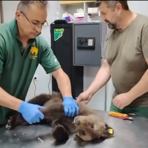 Ursuletul orfan, numit Luci, începe să-și revină după salvare