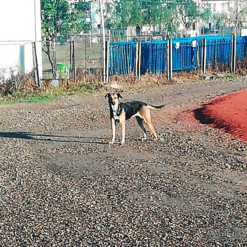 Primăria comunei Pufești anunță o campanie amplă pentru colectarea câinilor fără stăpân de pe domeniul public