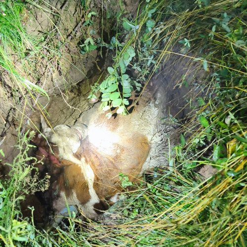 Vaca salvată de pompierii din Neamț după ce a căzut într-o groapă în comuna Borlești