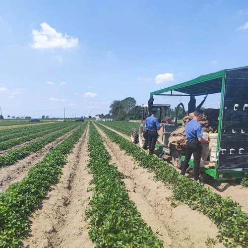 Femeie din Alba, ucisă într-un accident de tractor în Italia