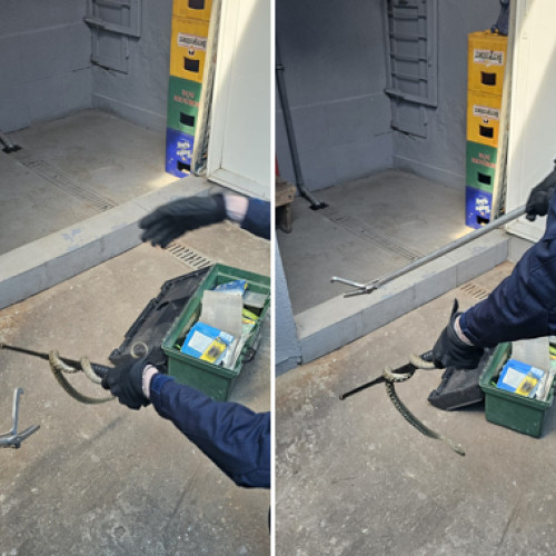 Jandarmii din Constanța au intervenit pentru capturarea unui șarpe în Lumina