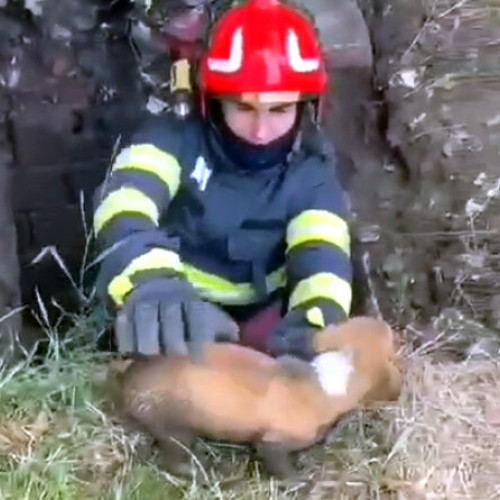 „Un câine aventurier salvat dintr-un canal din Vulcan”