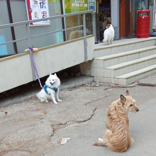 Câini cuminți și educați pe străzile din oraș