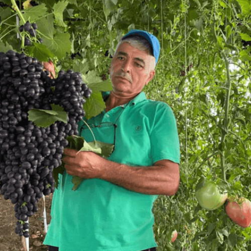 O schemă nouă de ajutor de minimis pentru fermierii locali din România a fost propusă Ministerului Agriculturii pentru susținerea producției în spații protejate. Inițiativa vizează sprijinirea financiară a fermierilor care cultivă fructe în solar, împreună cu legume, aplicând un sistem de producție dual. Propunerea, elaborată de directorul Direcției Agricole Buzău, Cosmin Florea, a fost deja trimisă către minister și susținută personal în fața ministrului Florin Barbu.