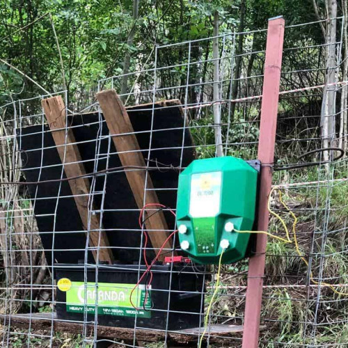 Război împotriva ursilor în orașul Râșnov, județul Brașov