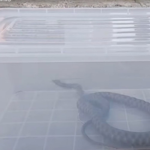 Snake capturat într-un parc din Mangalia, eliberat în mediul natural