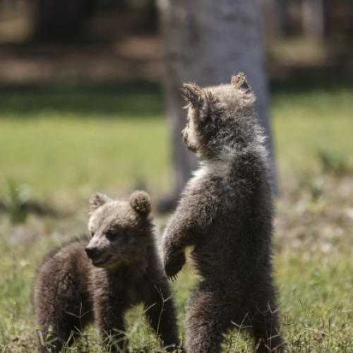 Un bărbat din Arad, cercetat pentru furtul a doi pui de urs din Bistrița-Năsăud
