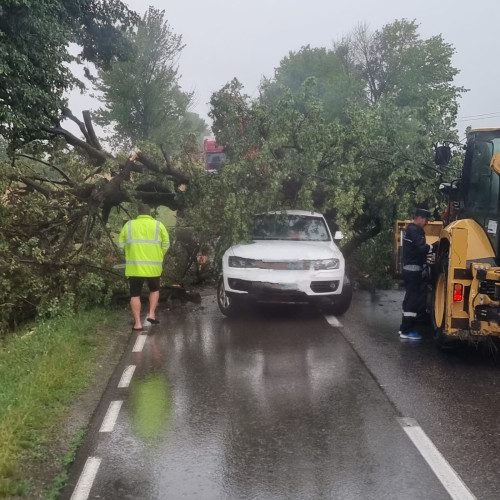 Femeie salvată după ce un copac a căzut peste mașină în comuna Pătrăveni