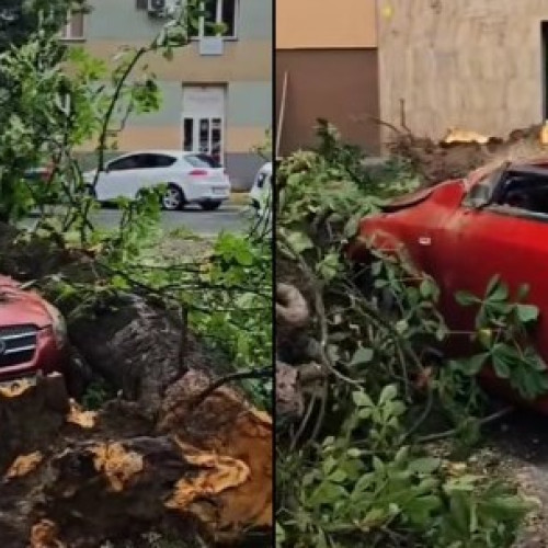 Primarul din Arad anunță continuarea toaletărilor de copaci pentru siguranța cetățenilor