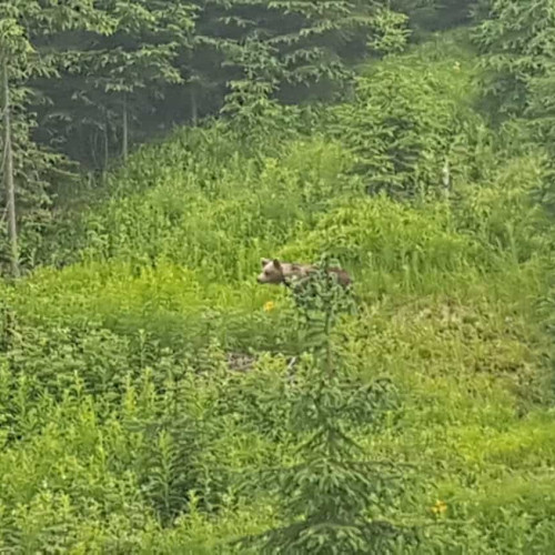 Al doilea urs observat în Alba în doar o zi
