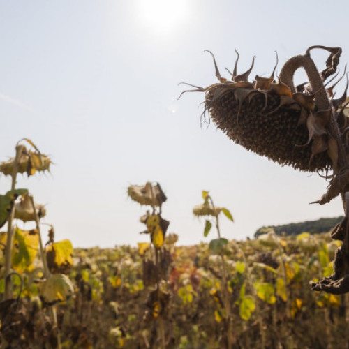 temperaturile crescute devin tot mai frecvente și mai lungi în Europa, afectând economia