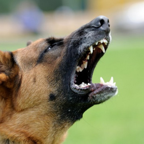 Un bărbat din Iași a murit de rabie după ce a fost mușcat de un câine fără stăpân