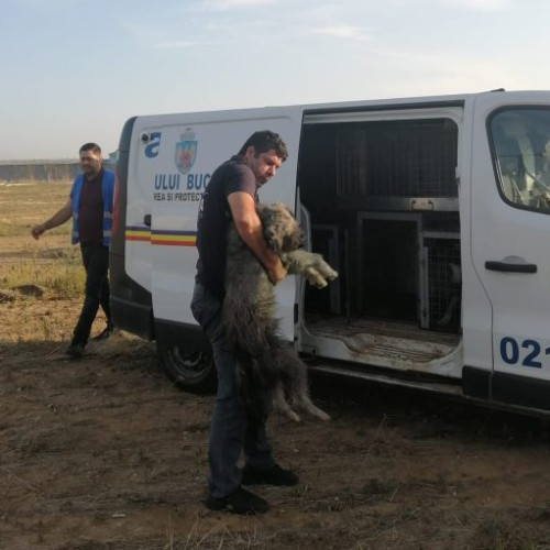 mai mulți câini abandonați pe strada drumul brigadiru din sectorul 5