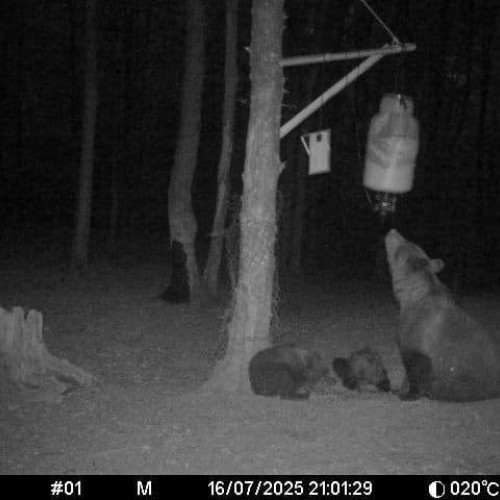 Ursoaică cu pui, văzută din nou în zona Hasmas