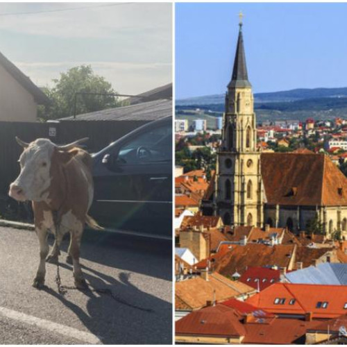 O vacă rătăcită a fost găsită pe strada Piersicului din Cluj-Napoca