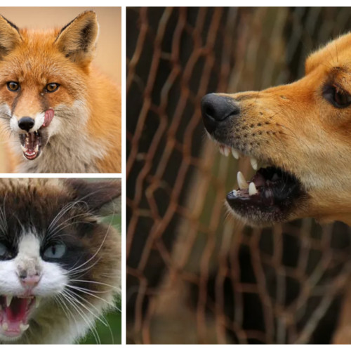 update privind alertă pentru rabie la animale în județul Cluj