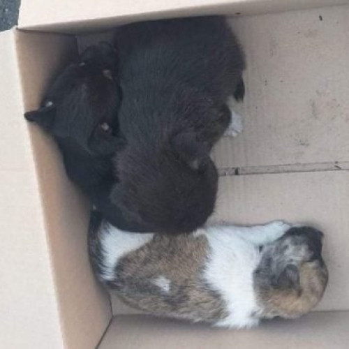 Bărbat din Ion Creangă amendat cu 12.000 de lei pentru abandonarea unor câini