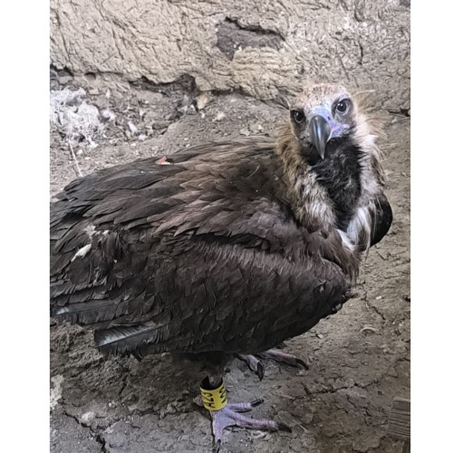 Vulturul Dryan, salvat și reintrodus în natura în Delta Dunării