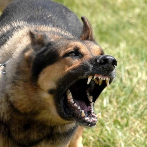 accident grav în județul Galați: copil de 3 ani atacat de câini în curtea casei