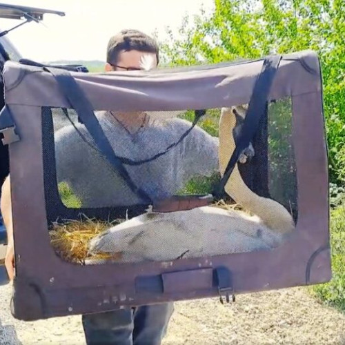 O lebadă frumoasă a fost eliberată înapoi în natură după ce a fost îngrijită de voluntarii Asociației pentru Conservarea Diversității Biodiversitate (ACDB) din Focșani. Incă din perioada în care a fost adusă la Centrul pentru Reabilitarea Faunei Salbatice din Crângul Petrești, lebăda, de specie Cygnus olor, a beneficiat de îngrijiri speciale pentru a-și reveni.